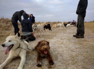 things to see and do in Iceland - Dog sledding in Iceland