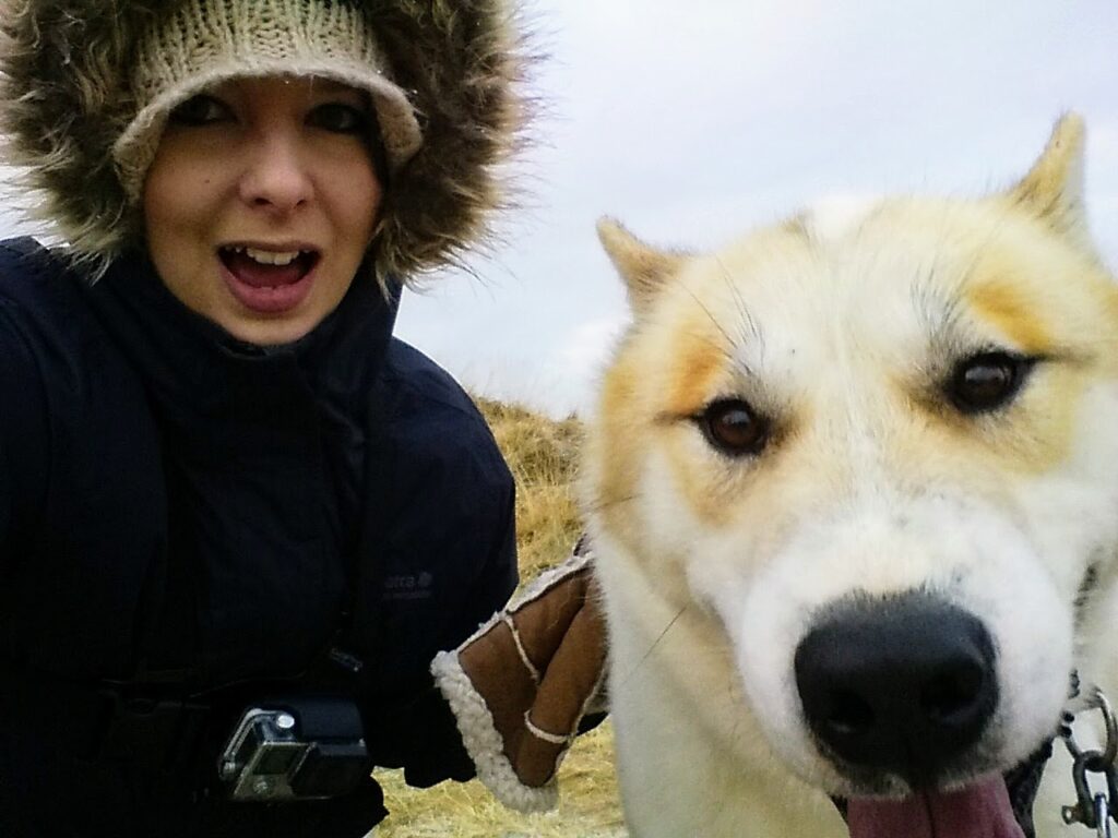 things to see and do in Iceland - Dog sledding in Iceland