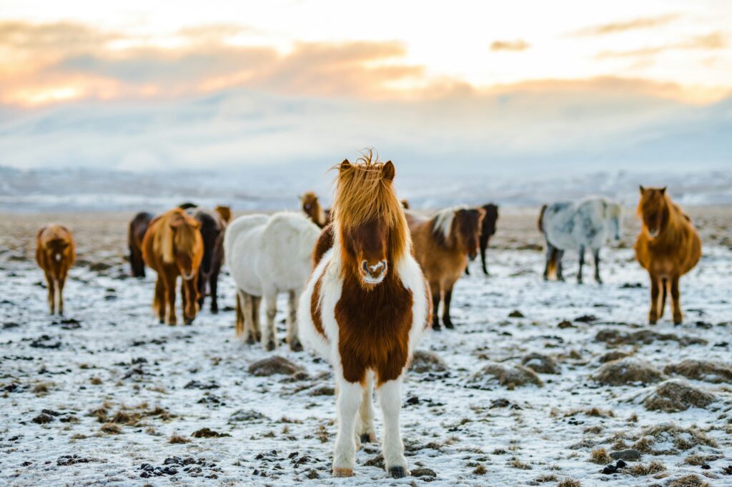 things to see and do in Iceland - see Icelandic pony's