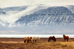 Things to see and do in Iceland
