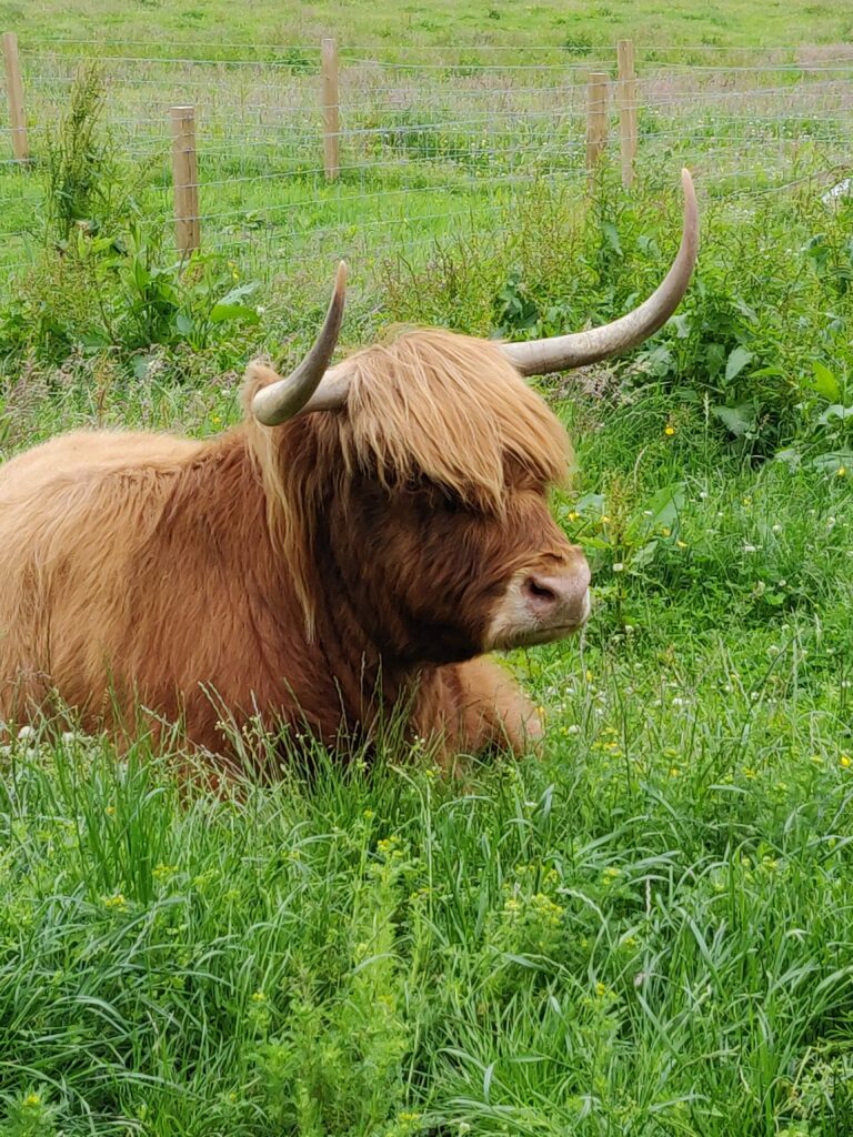 Highland cow in Scotland