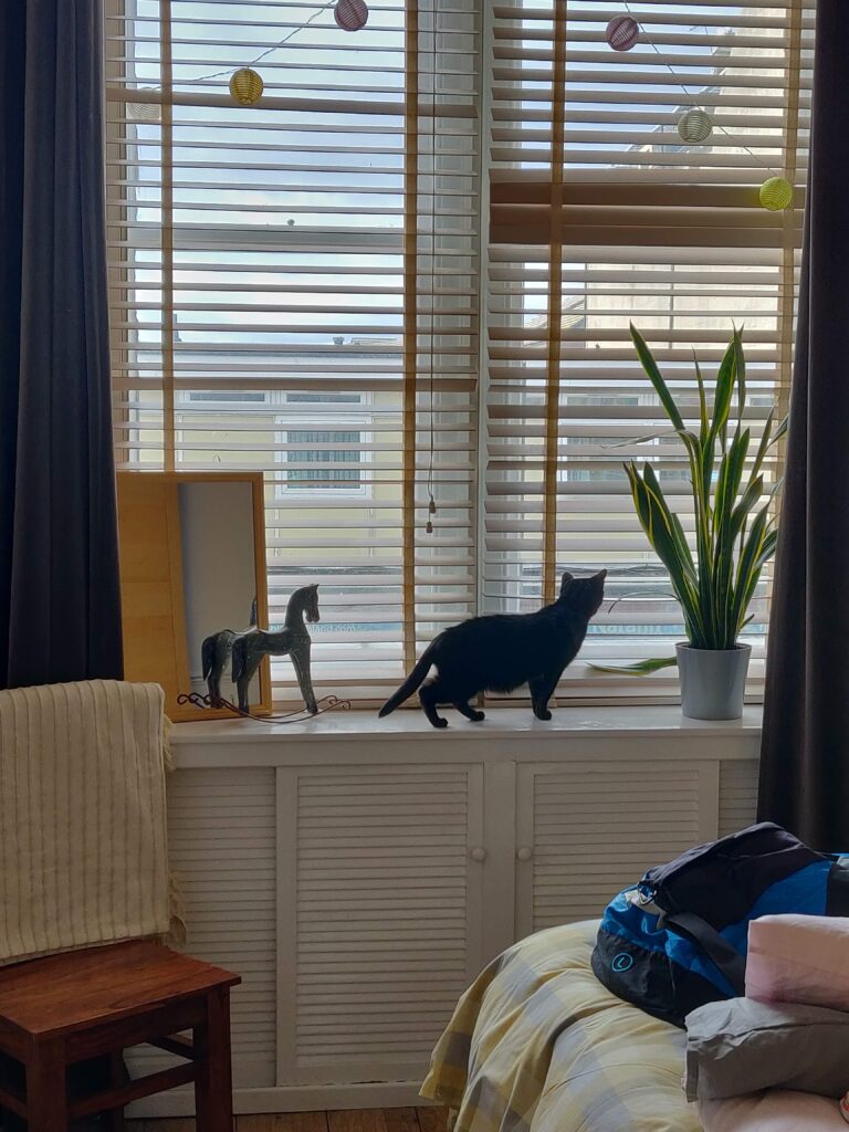 Our black cat Lady looking out of the window from our Airbnb in Nairn during our 10 Days in Scotland