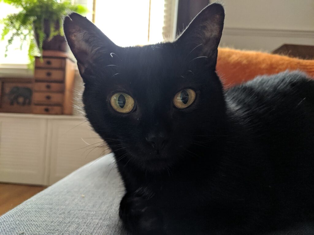 Our little black cat, Lady, on our last day during our 10 days in Scotland