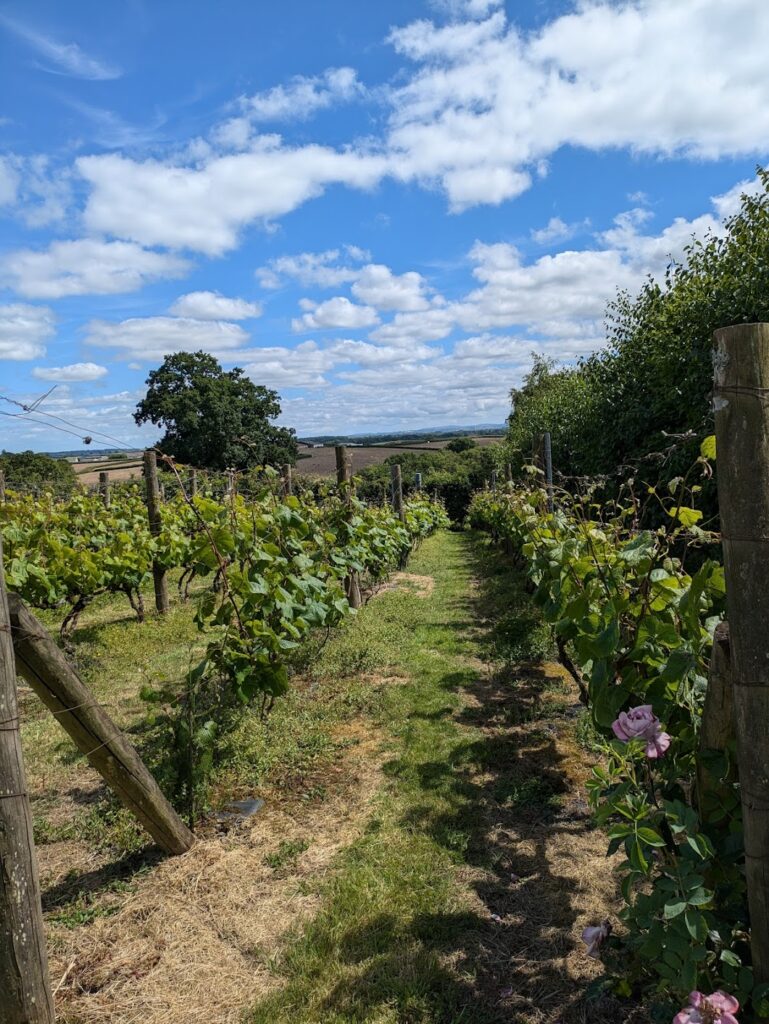 Ten Acres Vineyard