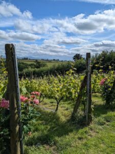 Camping at Ten Acres Vineyard, Devon