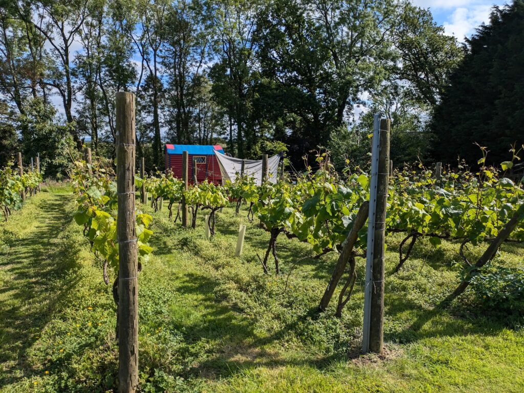 Ten Acres Vineyard